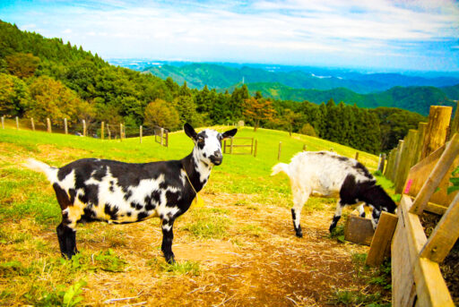 【特集】牧場体験&牧場グルメが楽しめる!埼玉の『牧場』4選