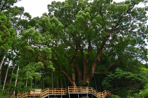 【特集】埼玉の最強「パワースポット」巡り ~自然編~